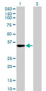FRG1 Polyclonal Antibody, MaxPab™