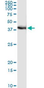 FRG1 Antibody in Immunoprecipitation (IP)