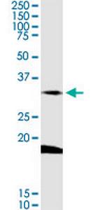 DARC Polyclonal Antibody, MaxPab™
