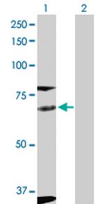 FYN Polyclonal Antibody, MaxPab™