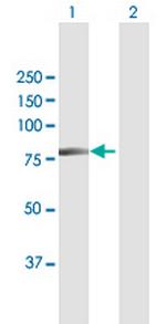 XRCC6 Antibody in Western Blot (WB)