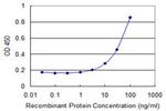 XRCC6 Antibody in ELISA (ELISA)