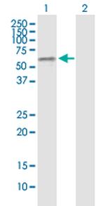 GABPA Antibody in Western Blot (WB)