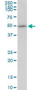 GABPB2 Antibody in Western Blot (WB)