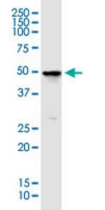 GABRE Monoclonal Antibody (1G11)