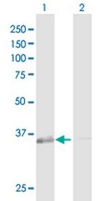 GALE Polyclonal Antibody, MaxPab™