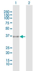 GAPDH Antibody in Western Blot (WB)