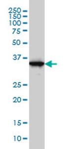 GAPDH Antibody in Western Blot (WB)