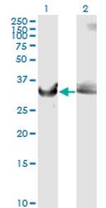 GAPDH Antibody in Western Blot (WB)