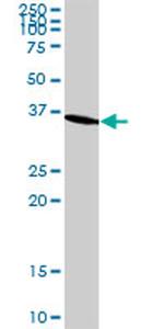 GAPDH Antibody in Western Blot (WB)