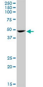 GATA1 Monoclonal Antibody (3G6)