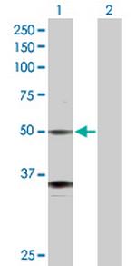 GATA2 Polyclonal Antibody, MaxPab™