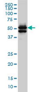 GATA2 Monoclonal Antibody (2F12)