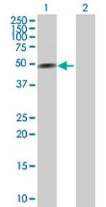 GATA3 Antibody in Western Blot (WB)