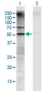 GATM Polyclonal Antibody, MaxPab™