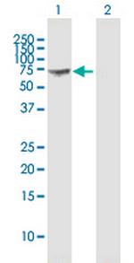 GBP1 Polyclonal Antibody, MaxPab™