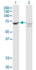 GBP2 Polyclonal Antibody, MaxPab™