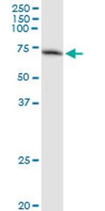 GBP2 Antibody in Immunoprecipitation (IP)