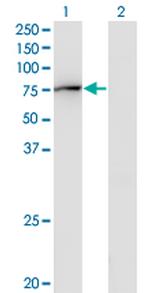 GBP2 Monoclonal Antibody (2A10)