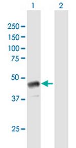 GBX1 Antibody in Western Blot (WB)