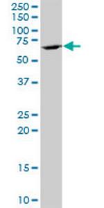 GC Polyclonal Antibody, MaxPab™