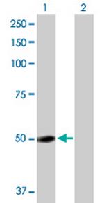 GC Polyclonal Antibody, MaxPab™