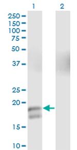 GCG Monoclonal Antibody (2D3-2B11)