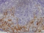 GCH1 Monoclonal Antibody (4A12)