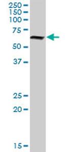 NR6A1 Antibody in Western Blot (WB)