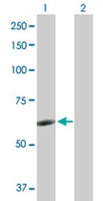 NR6A1 Polyclonal Antibody, MaxPab™