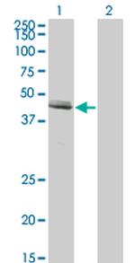 GDF8 Monoclonal Antibody (3E7)