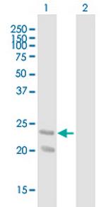 GDNF Polyclonal Antibody, MaxPab™