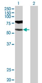 GGT1 Polyclonal Antibody, MaxPab™