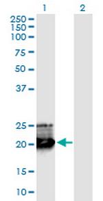 GH1 Monoclonal Antibody (8G6)