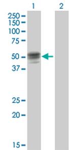 GIF Polyclonal Antibody, MaxPab™