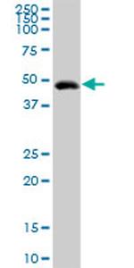 GIF Antibody in Western Blot (WB)