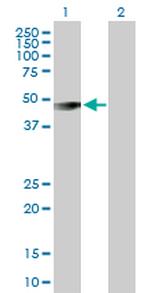 GIF Polyclonal Antibody, MaxPab™