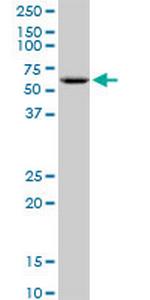 GK2 Polyclonal Antibody, MaxPab™