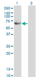 GK2 Monoclonal Antibody (3G4)
