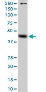 GLA Polyclonal Antibody, MaxPab™