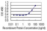 GLO1 Monoclonal Antibody (4C12)