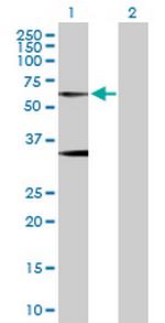 GLRA1 Polyclonal Antibody, MaxPab™