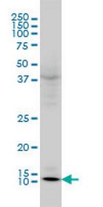 GLRX Monoclonal Antibody (3C11)