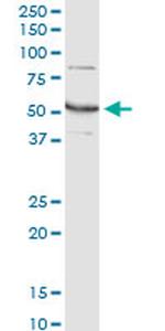 GLUD2 Antibody in Western Blot (WB)