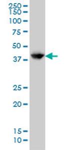 GLUL Antibody in Western Blot (WB)