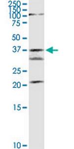 GMDS Polyclonal Antibody, MaxPab™
