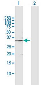 GMPR Polyclonal Antibody, MaxPab™