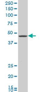 GNAI2 Monoclonal Antibody (3G11)