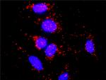 GNG7 Antibody in Proximity Ligation Assay (PLA) (PLA)