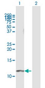 GNG11 Polyclonal Antibody, MaxPab™
